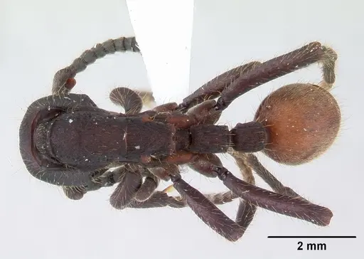 Nomamyrmex esenbeckii specimen CASENT0178606 image casent0178606_1