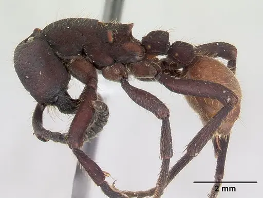 Nomamyrmex esenbeckii specimen CASENT0178606 image casent0178606_3