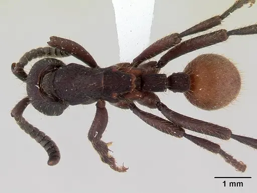 Nomamyrmex esenbeckii specimen CASENT0178607 image casent0178607_1