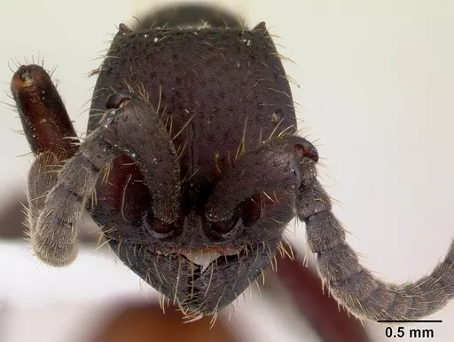 Nomamyrmex esenbeckii specimen CASENT0178607 image casent0178607_2