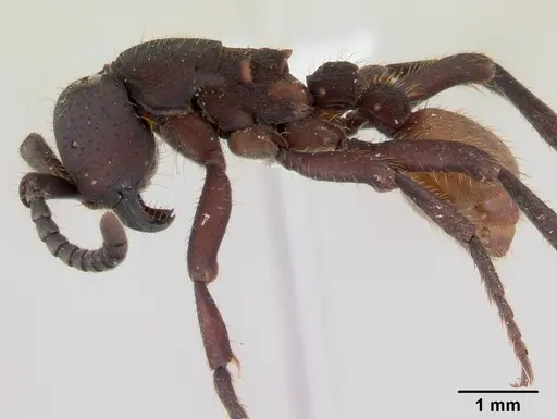 Nomamyrmex esenbeckii specimen CASENT0178607 image casent0178607_3