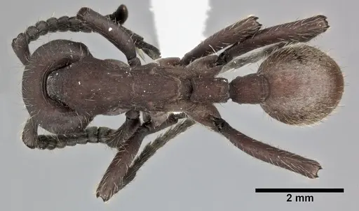 Nomamyrmex esenbeckii specimen CASENT0246013 image casent0246013_1