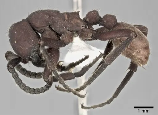 Nomamyrmex esenbeckii specimen CASENT0246013 image casent0246013_3