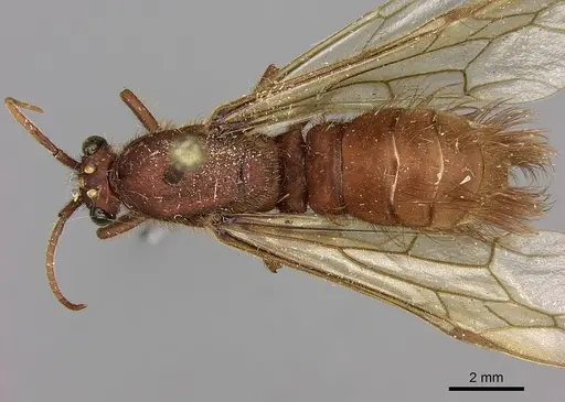 Nomamyrmex esenbeckii specimen CASENT0248148 image casent0248148_1