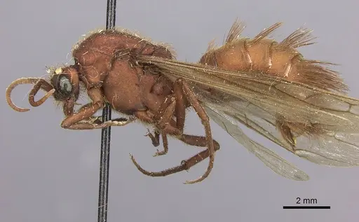 Nomamyrmex esenbeckii specimen CASENT0248148 image casent0248148_3
