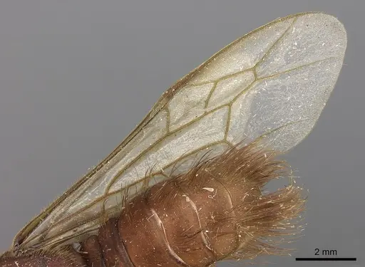 Nomamyrmex esenbeckii specimen CASENT0248148 image casent0248148_4