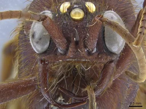 Nomamyrmex esenbeckii specimen CASENT0650532 image casent0650532_3