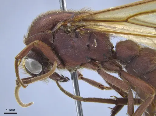 Nomamyrmex esenbeckii specimen CASENT0650532 image casent0650532_4