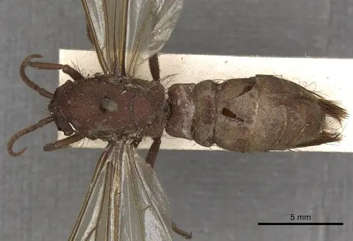 Nomamyrmex esenbeckii specimen CASENT0901959 image casent0901959_1