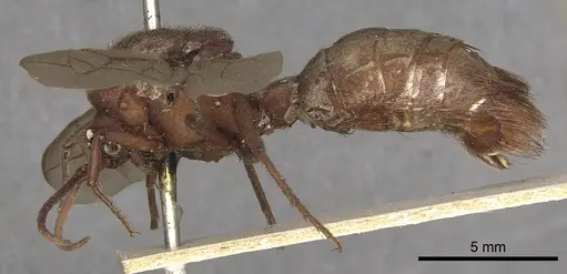 Nomamyrmex esenbeckii specimen CASENT0901959 image casent0901959_3