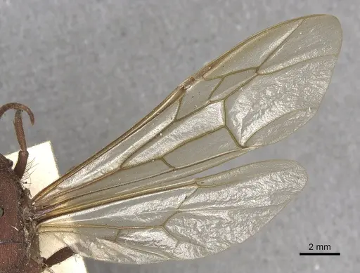Nomamyrmex esenbeckii specimen CASENT0901959 image casent0901959_4
