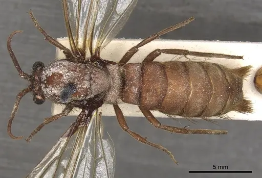 Nomamyrmex esenbeckii specimen CASENT0901970 image casent0901970_1