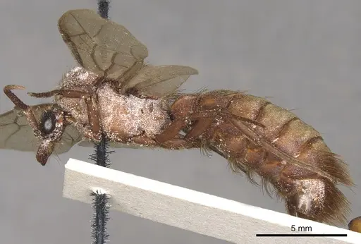 Nomamyrmex esenbeckii specimen CASENT0901970 image casent0901970_3