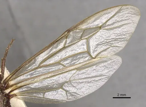 Nomamyrmex esenbeckii specimen CASENT0901970 image casent0901970_4