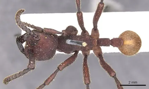 Nomamyrmex esenbeckii specimen CASENT0902666 image casent0902666_1