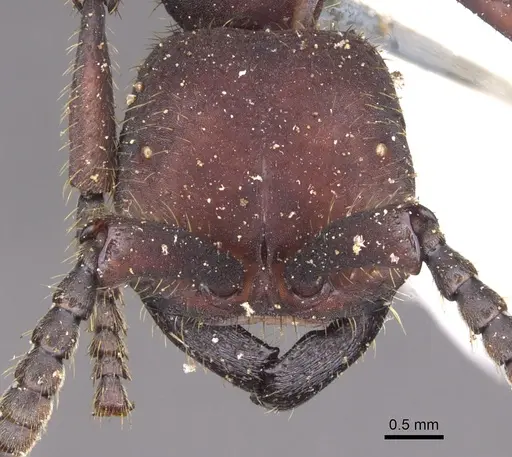 Nomamyrmex esenbeckii specimen CASENT0902666 image casent0902666_2
