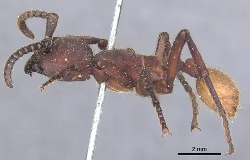 Nomamyrmex esenbeckii specimen CASENT0902666 image casent0902666_3