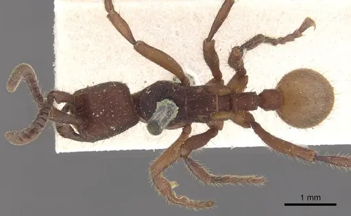 Nomamyrmex esenbeckii specimen CASENT0902667 image casent0902667_1
