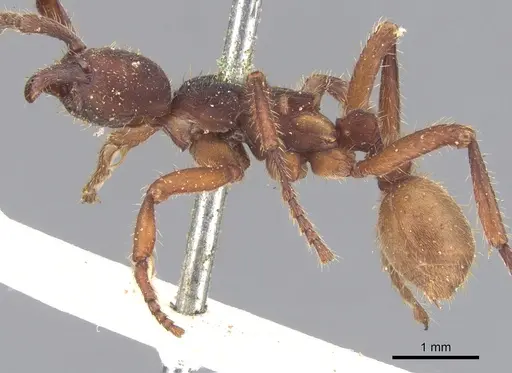Nomamyrmex esenbeckii specimen CASENT0902667 image casent0902667_3
