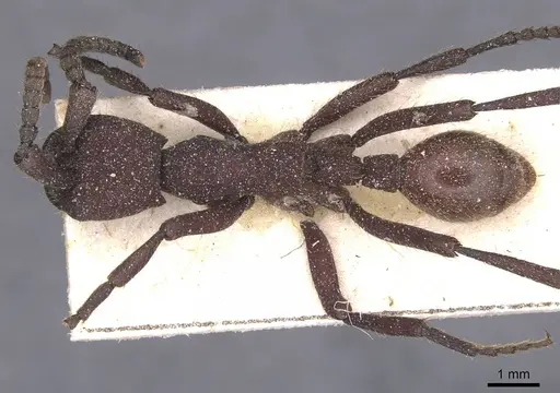 Nomamyrmex esenbeckii specimen CASENT0911406 image casent0911406_1