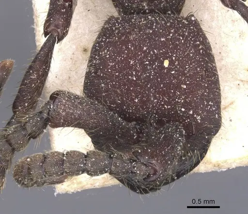Nomamyrmex esenbeckii specimen CASENT0911406 image casent0911406_2