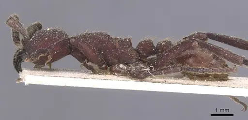 Nomamyrmex esenbeckii specimen CASENT0911406 image casent0911406_3