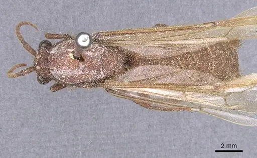 Nomamyrmex esenbeckii specimen CASENT0911407 image casent0911407_1