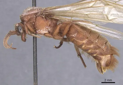 Nomamyrmex esenbeckii specimen CASENT0911407 image casent0911407_3
