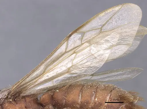 Nomamyrmex esenbeckii specimen CASENT0911407 image casent0911407_4