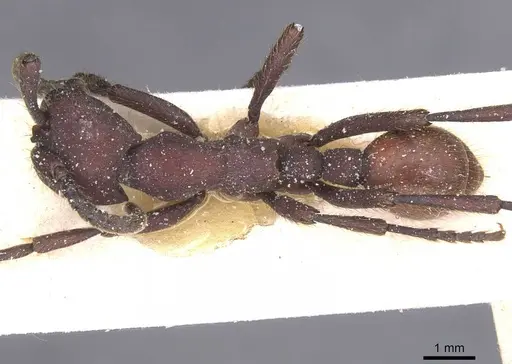 Nomamyrmex esenbeckii specimen CASENT0911408 image casent0911408_1