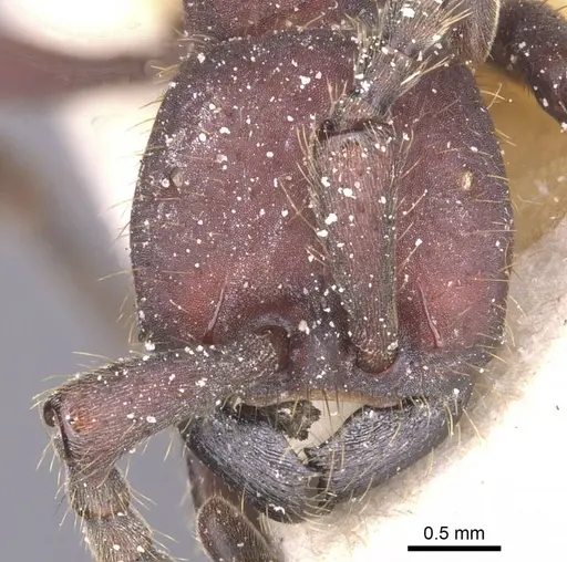 Nomamyrmex esenbeckii specimen CASENT0911408 image casent0911408_2