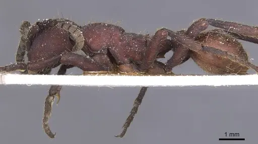 Nomamyrmex esenbeckii specimen CASENT0911408 image casent0911408_3