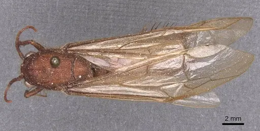 Nomamyrmex esenbeckii specimen CASENT0911409 image casent0911409_1