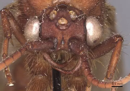 Nomamyrmex esenbeckii specimen CASENT0911409 image casent0911409_2