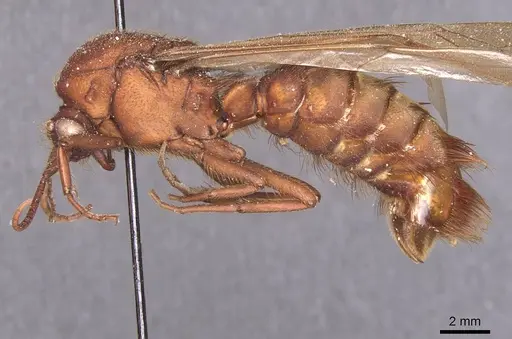 Nomamyrmex esenbeckii specimen CASENT0911409 image casent0911409_3
