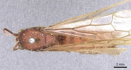 Nomamyrmex esenbeckii specimen CASENT0911410 image casent0911410_1