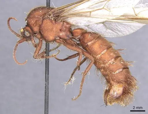 Nomamyrmex esenbeckii specimen CASENT0911410 image casent0911410_3