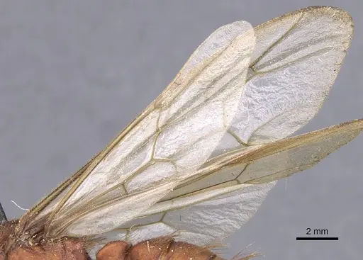 Nomamyrmex esenbeckii specimen CASENT0911410 image casent0911410_4