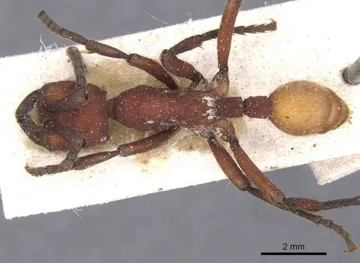 Nomamyrmex esenbeckii specimen CASENT0911411 image casent0911411_1