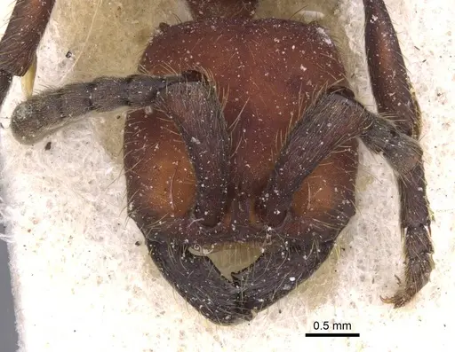 Nomamyrmex esenbeckii specimen CASENT0911411 image casent0911411_2