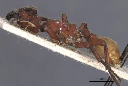 Nomamyrmex esenbeckii specimen CASENT0911411 image casent0911411_3