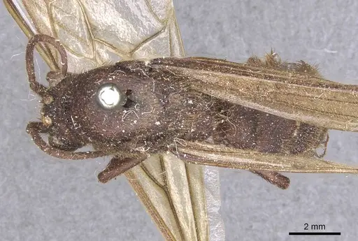 Nomamyrmex esenbeckii specimen CASENT0911412 image casent0911412_1