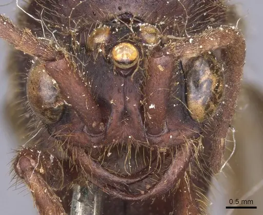 Nomamyrmex esenbeckii specimen CASENT0911412 image casent0911412_2