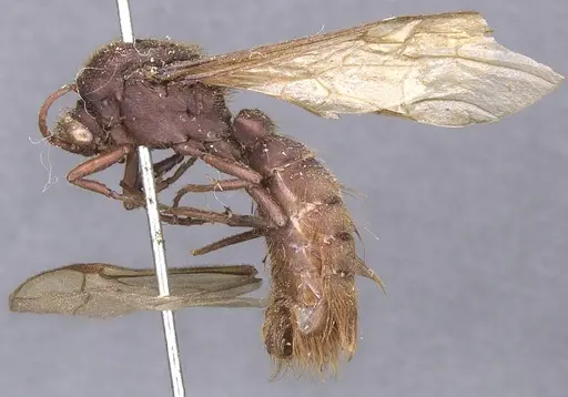 Nomamyrmex esenbeckii specimen CASENT0911412 image casent0911412_3