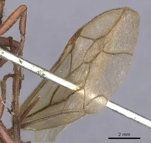 Nomamyrmex esenbeckii specimen CASENT0911412 image casent0911412_4