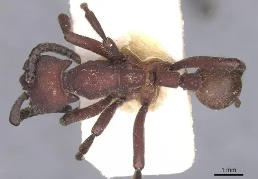 Nomamyrmex esenbeckii specimen CASENT0911413 image casent0911413_1