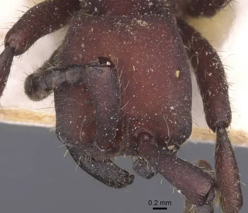 Nomamyrmex esenbeckii specimen CASENT0911413 image casent0911413_2