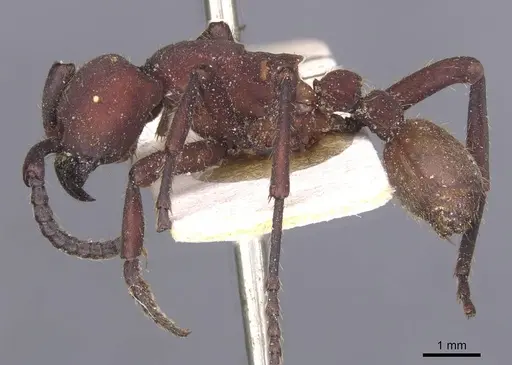 Nomamyrmex esenbeckii specimen CASENT0911413 image casent0911413_3