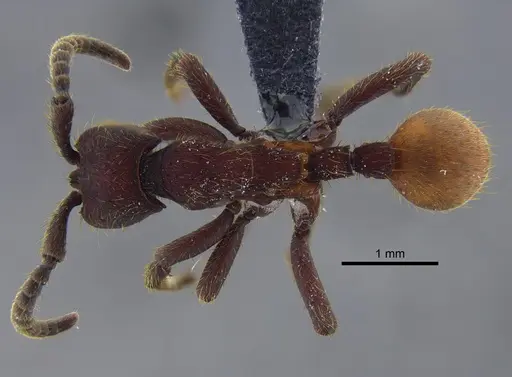 Nomamyrmex esenbeckii specimen CBUMAGENT41858 image cbumagent41858_1