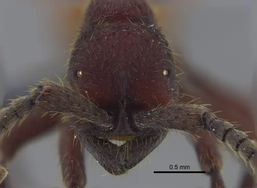 Nomamyrmex esenbeckii specimen CBUMAGENT41858 image cbumagent41858_2